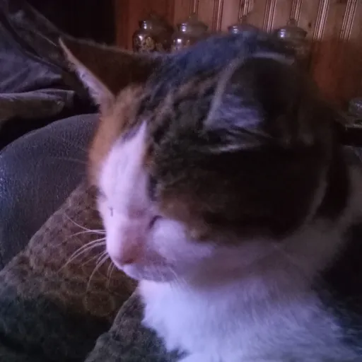 creator ☆Stell☆'s avatar