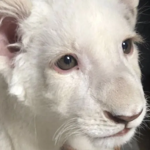 creator its..yo.mann/cosmo's avatar