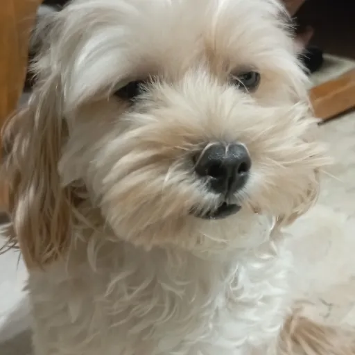 creator dont_look_at_me_16's avatar