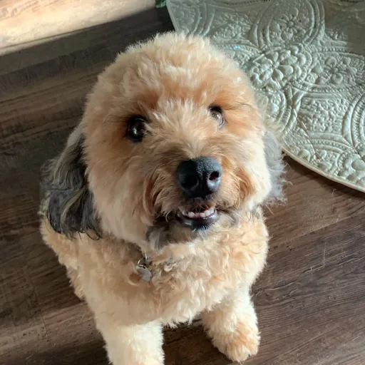 creator Dustin Boy's avatar