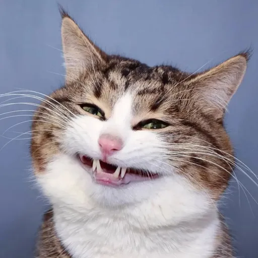 creator ZoroMan69's avatar