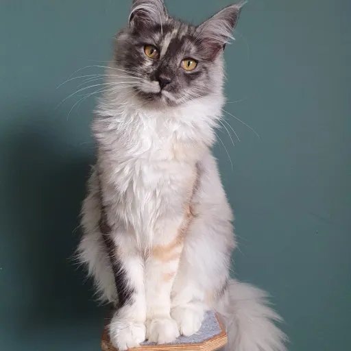 talkie's author avatar