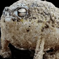 creator ¿frog?'s avatar