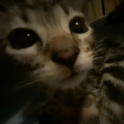 creator Amyna🙊💗's avatar