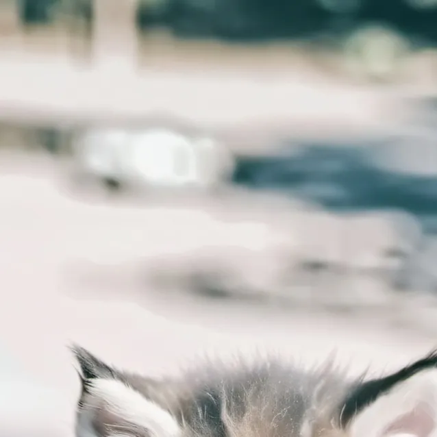 chat with ai character: •cato•