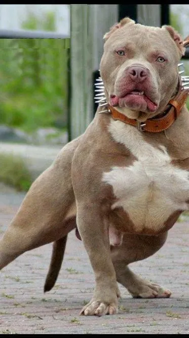 ai character: Bella background