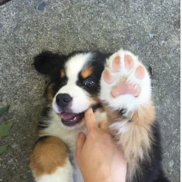 creator 𝕊𝕨𝟛𝟛𝕥Birdi's avatar