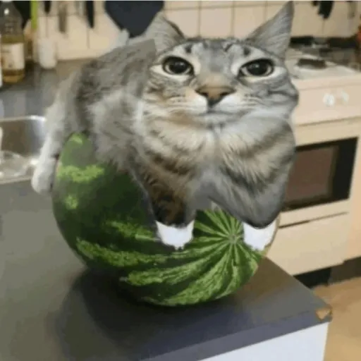 creator water park🏖🌌🪣🔮✨️✨️'s avatar