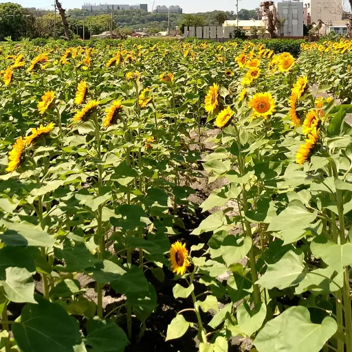 creator goddamit💀's avatar