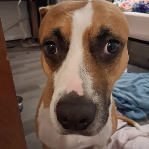 creator ∼∼XxSusanxX∼∼'s avatar