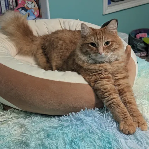 creator Yani Kiyo's avatar