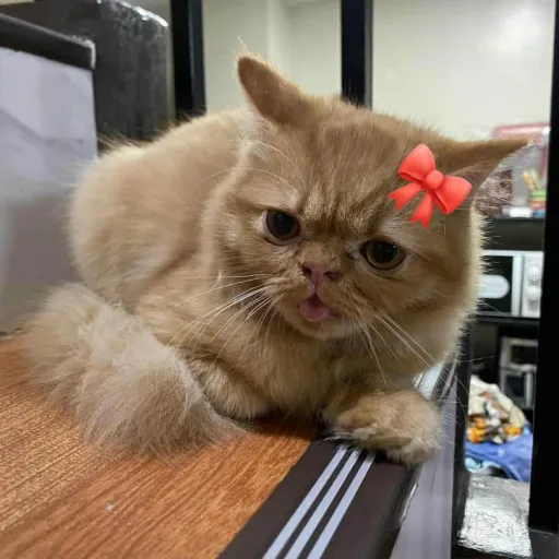 creator ωαƒƒℓєѕ! ˃ 𖥦 ˂'s avatar