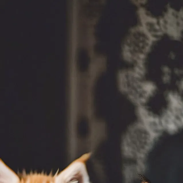 chat with ai character: Poor lil kittens