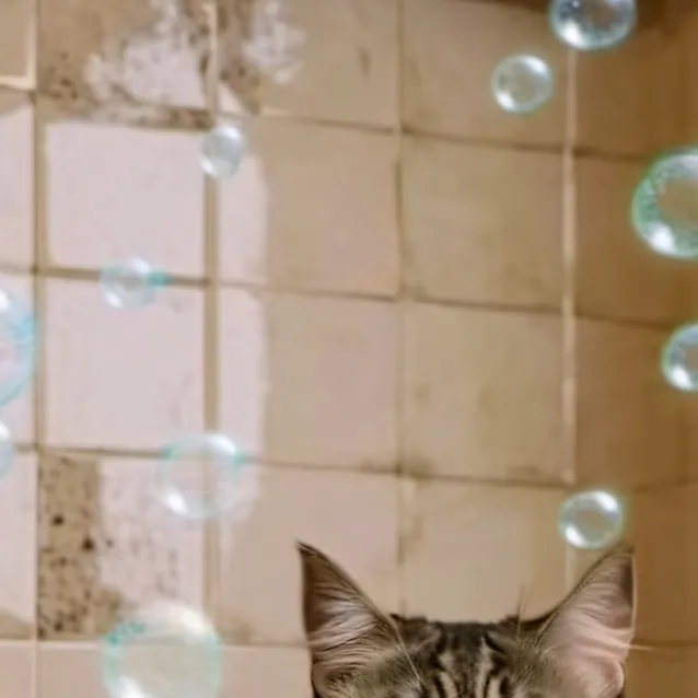 chat with ai character: bobby the cat