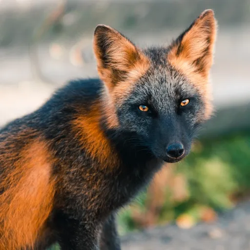 creator Zatey's avatar