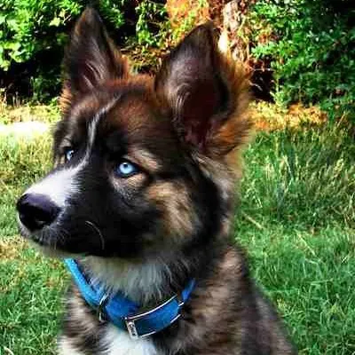 creator lilwolf0305's avatar