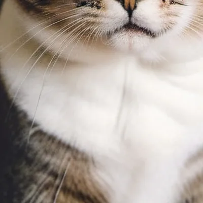 chat with ai character: Melon