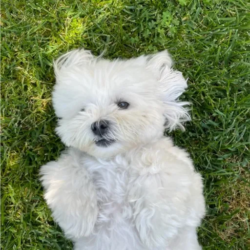 creator hiiiii🦝's avatar