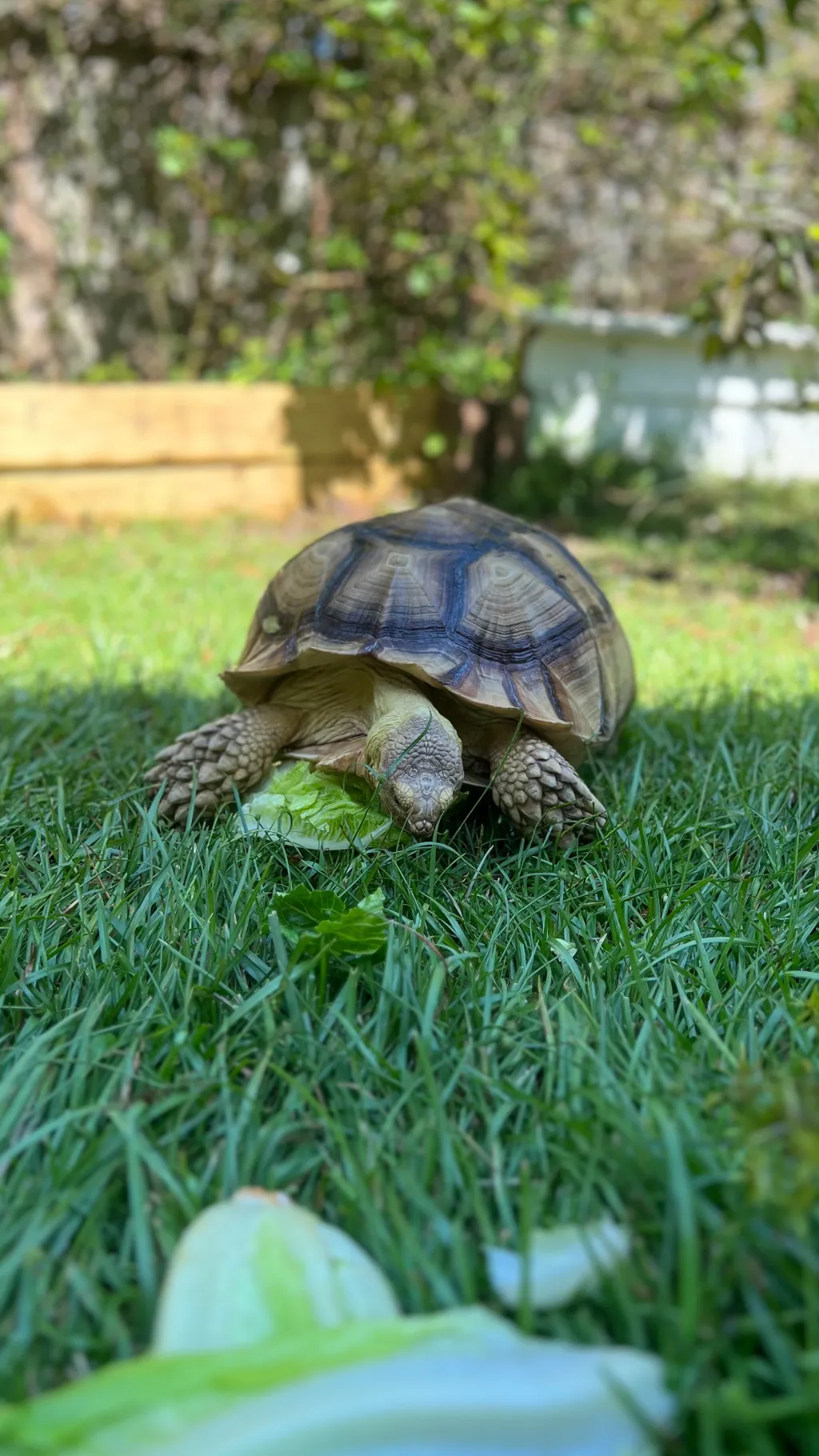 ai character: Felix background