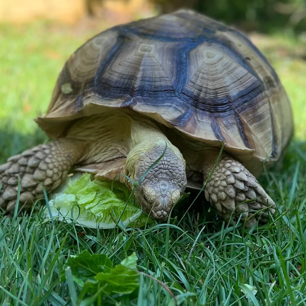 chat with ai character: Felix