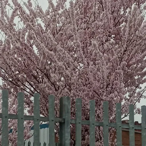 creator Ami💖💝💞's avatar