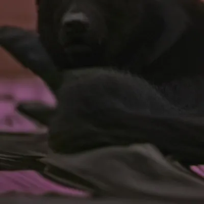 chat with ai character: My dead dog Milo 