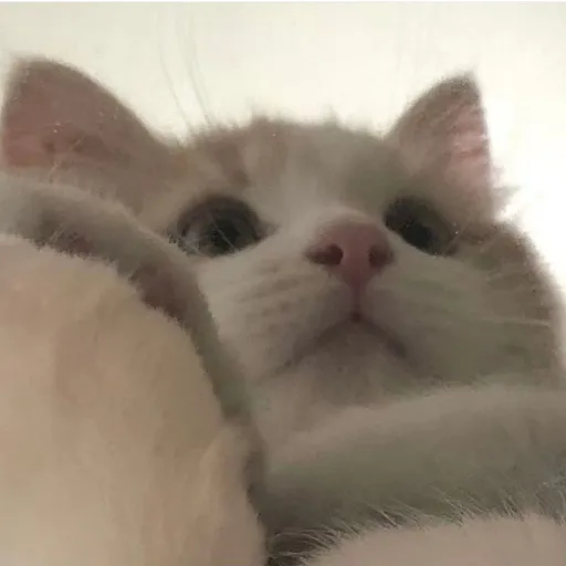 creator AikD's avatar