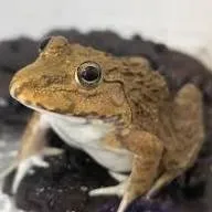 creator 𓆏ⒷⓊⓁⓁⒻⓇⓄⒼ𓆏's avatar