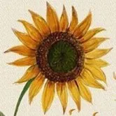 creator sunflowers🌻's avatar