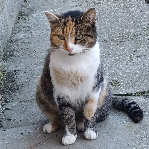 creator Kristentheonlyoneh's avatar