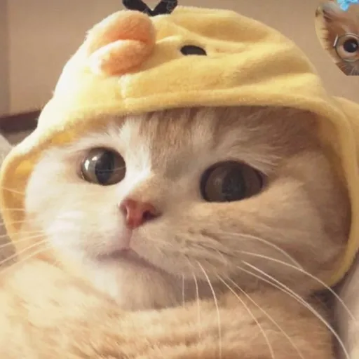 creator ANDREANAMIR.AGUILR's avatar