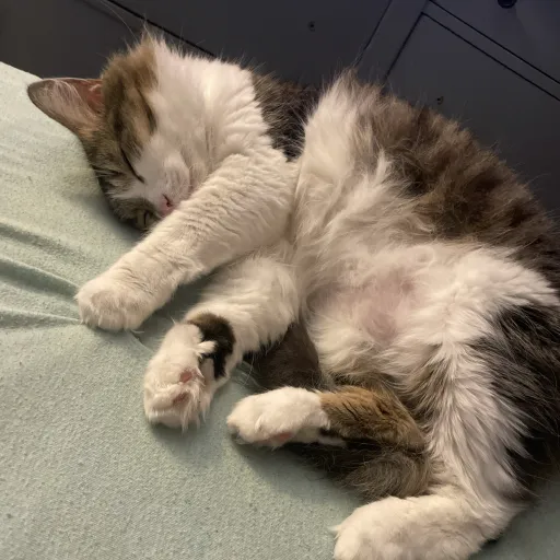 creator Ivy.❣️'s avatar