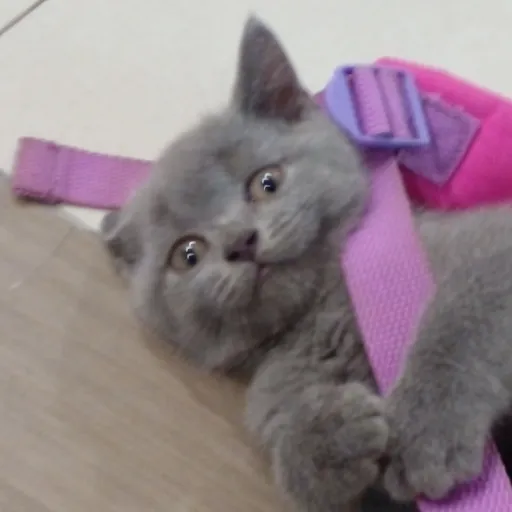 creator stary_devil's avatar