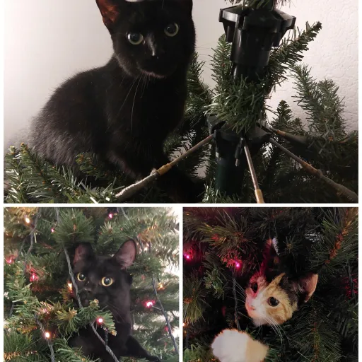 creator Maceyx's avatar