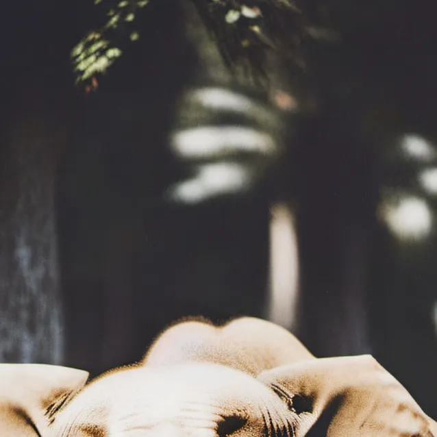 chat with ai character: Elephant territory