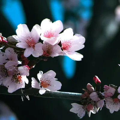 chat with ai character: DSMP but Amusement