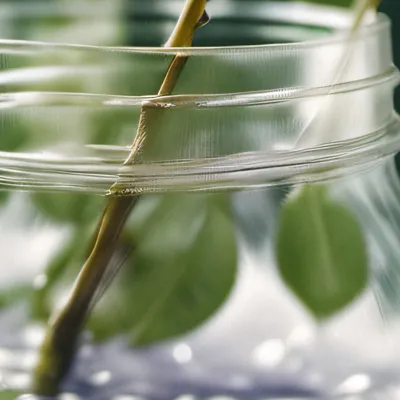 chat with ai character: DSMP Special?🩷