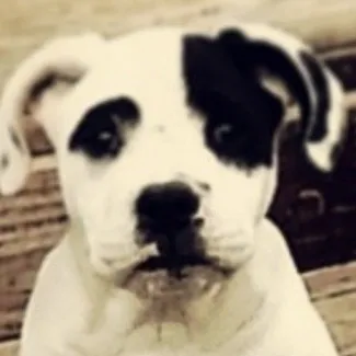 creator Tomboyy's avatar