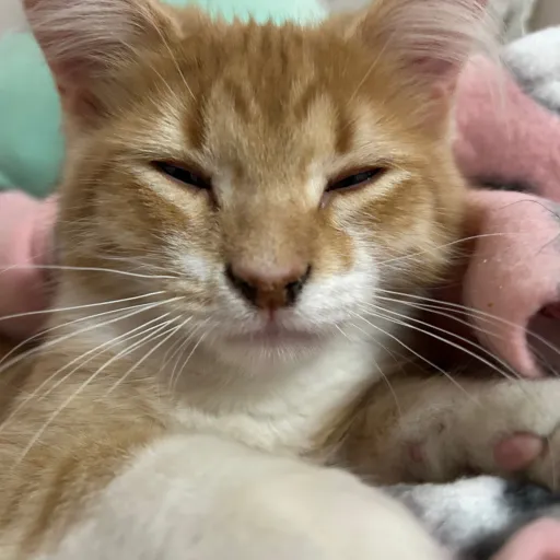 creator Mr.nachocheese's avatar