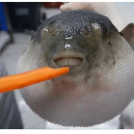 creator Some guy 69's avatar