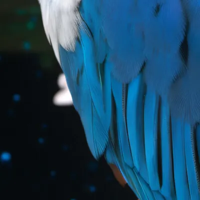 chat with ai character: Faye