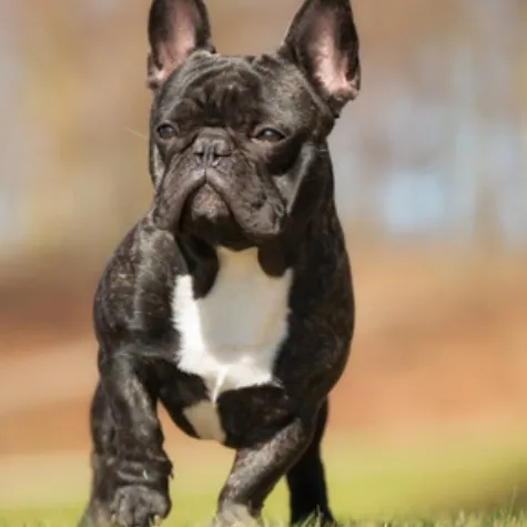 creator MadameRuby123's avatar