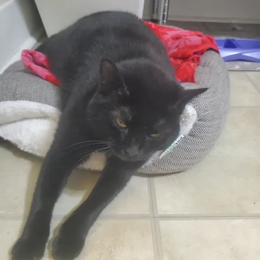 creator Talkior-hxiaaVEz's avatar