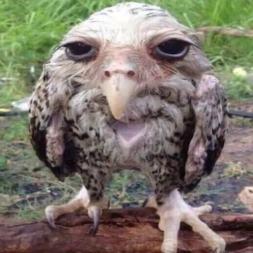 creator daoficialgoofybird's avatar