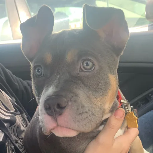 talkie's author avatar