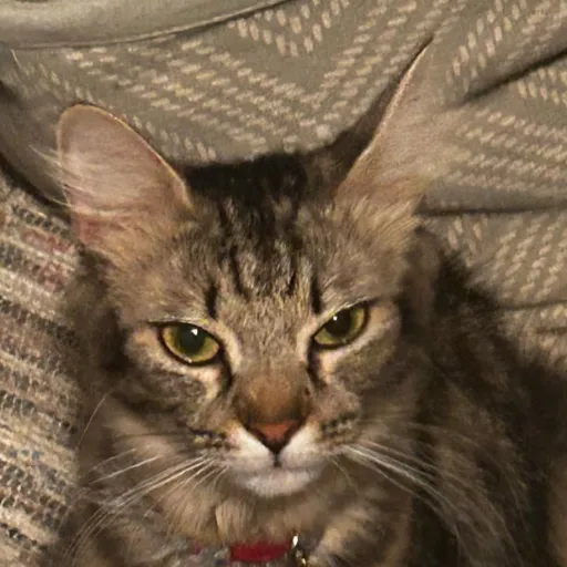 creator noel walker's avatar