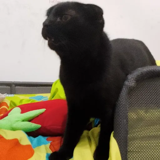 creator Mister_Popo's avatar