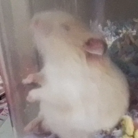 creator Sandy(my pet hamy)'s avatar