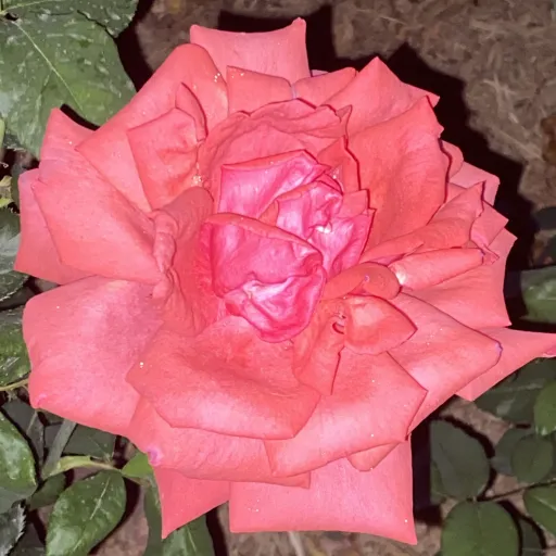 creator I❤️MattheoRiddle's avatar