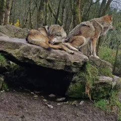 creator Kittycakee's avatar